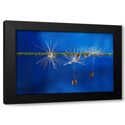 Blue Drops Of Life Black Modern Wood Framed Art Print with Double Matting by Westum, Heidi