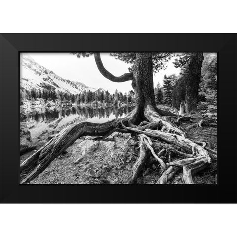 Old Tree Black Modern Wood Framed Art Print by Landolt, Susanne