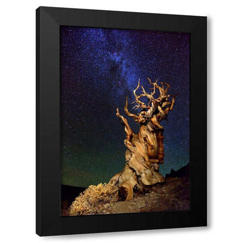 Bristlecone Pine Black Modern Wood Framed Art Print with Double Matting by Ghirardini, Tanja