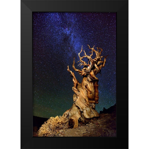 Bristlecone Pine Black Modern Wood Framed Art Print by Ghirardini, Tanja