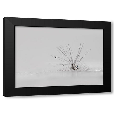 My Silver Spider Black Modern Wood Framed Art Print with Double Matting by Westum, Heidi