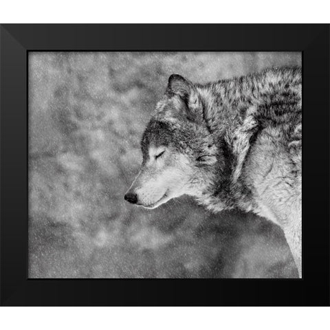 Let It Snow Black Modern Wood Framed Art Print by Ivanova, Victoria