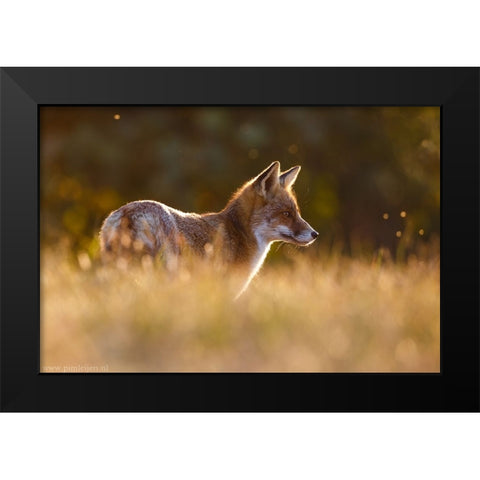 Last Light Fox Black Modern Wood Framed Art Print by Leijen, Pim