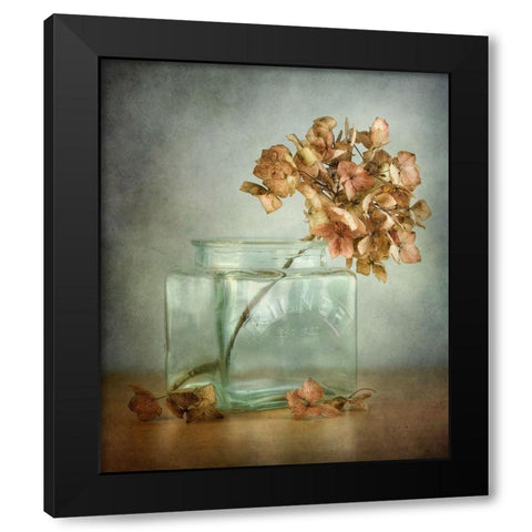 Hydrangea Black Modern Wood Framed Art Print with Double Matting by Disher, Mandy