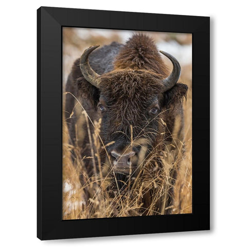 Wisent Black Modern Wood Framed Art Print with Double Matting by Volkel, Stefan