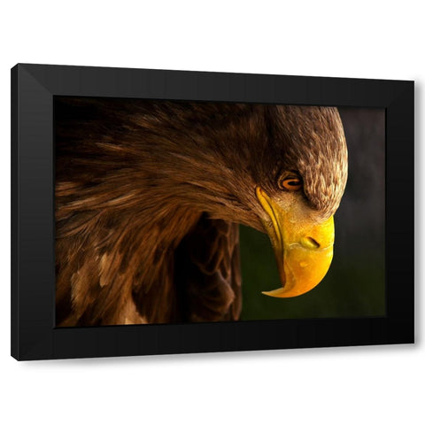 Eagle Pursues Prey Black Modern Wood Framed Art Print with Double Matting by K.H., Adriana