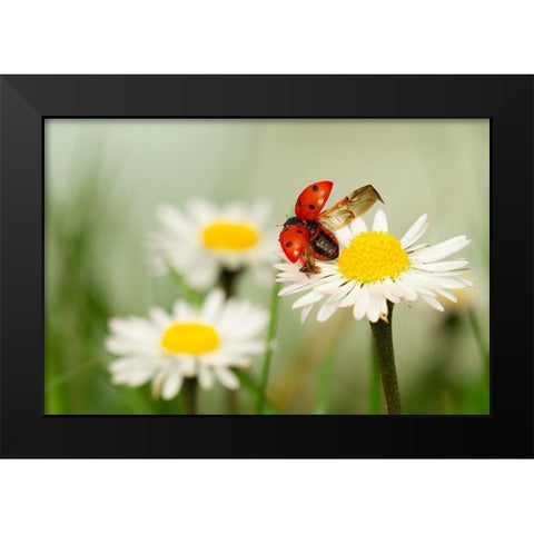 Envole Moi Black Modern Wood Framed Art Print by Bravin, Fabien