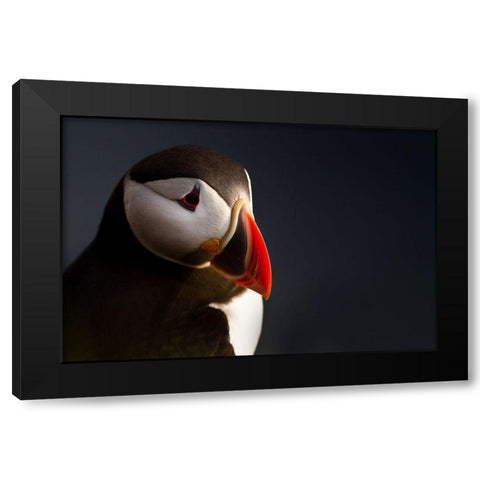 Puffin Portrait Black Modern Wood Framed Art Print by Ennedi