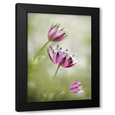 Astrantia Black Modern Wood Framed Art Print with Double Matting by Disher, Mandy