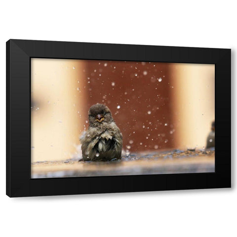 Humourist Black Modern Wood Framed Art Print by Ignatyev, Alexander