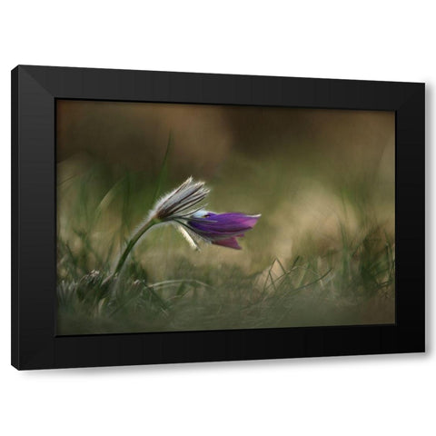 Alone Black Modern Wood Framed Art Print with Double Matting by Lichner, Istvan