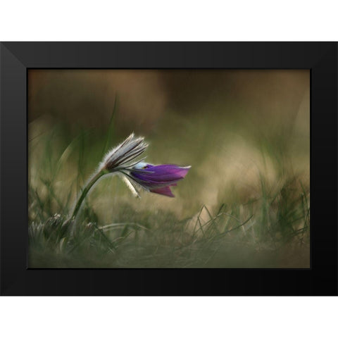 Alone Black Modern Wood Framed Art Print by Lichner, Istvan