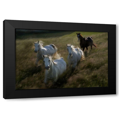 Gallop In Black Modern Wood Framed Art Print with Double Matting by Malovrh, Milan