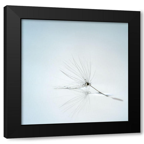 Drops And Stem Black Modern Wood Framed Art Print with Double Matting by Irthum, Mathieu