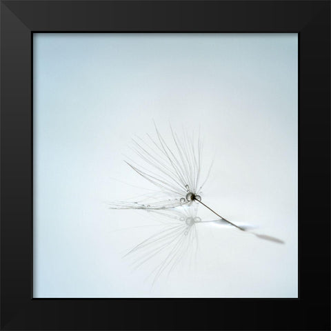 Drops And Stem Black Modern Wood Framed Art Print by Irthum, Mathieu