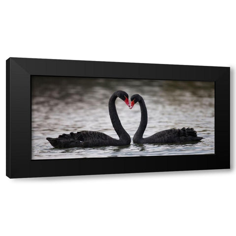 In Love Black Modern Wood Framed Art Print with Double Matting by Tjandra, C.S.