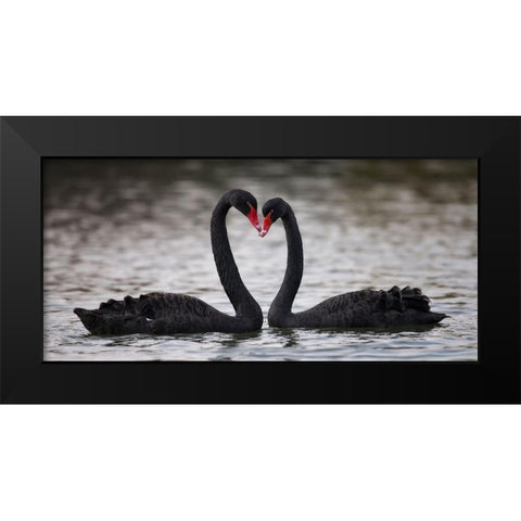 In Love Black Modern Wood Framed Art Print by Tjandra, C.S.
