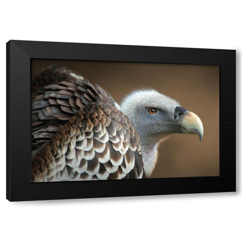 Vulture Black Modern Wood Framed Art Print with Double Matting by Hoffman, Jimmy