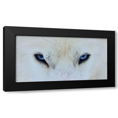 Mirada Azul Black Modern Wood Framed Art Print by Angel Artus, Miquel