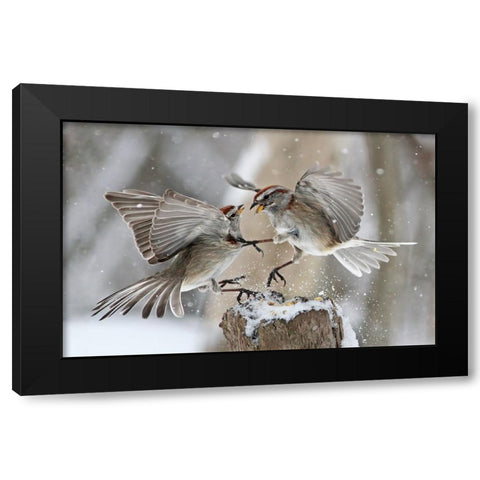 Fight Club Black Modern Wood Framed Art Print with Double Matting by Costina, Mircea