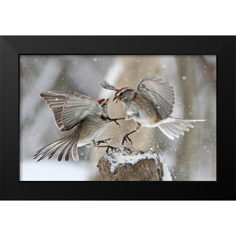 Fight Club Black Modern Wood Framed Art Print by Costina, Mircea