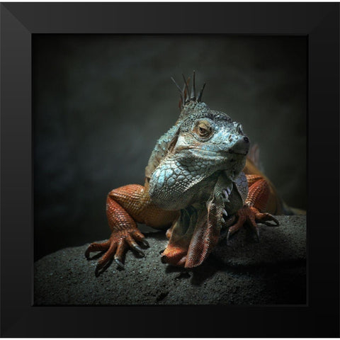 I Am The King ,.. Who Else ! Black Modern Wood Framed Art Print by Droste, Holger