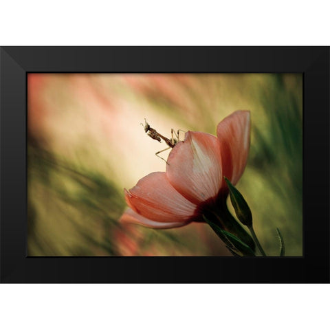 Juliet On The Balcony Black Modern Wood Framed Art Print by Bravin, Fabien