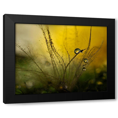 A Golden Morning Shower Black Modern Wood Framed Art Print with Double Matting by Westum, Heidi