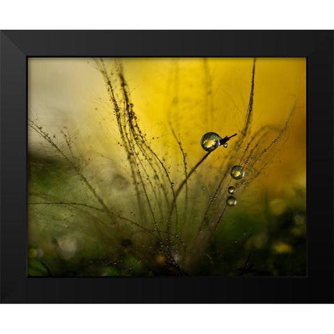 A Golden Morning Shower Black Modern Wood Framed Art Print by Westum, Heidi