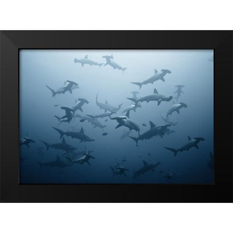 Swarming Black Modern Wood Framed Art Print by Safonov, Alexander