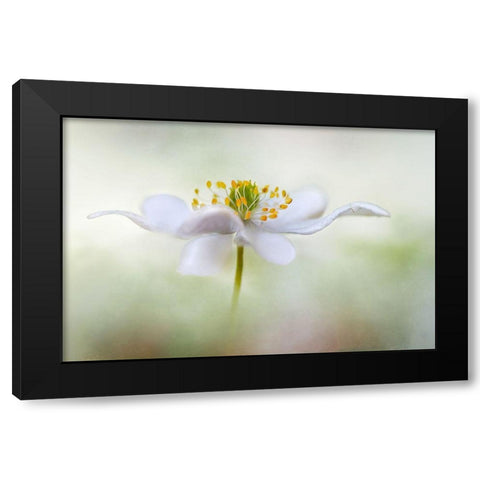 Nemorosa* Black Modern Wood Framed Art Print with Double Matting by Disher, Mandy