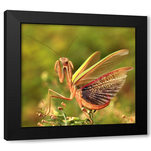 The Mantis Spreads Its Tail Black Modern Wood Framed Art Print with Double Matting by Liangdawei