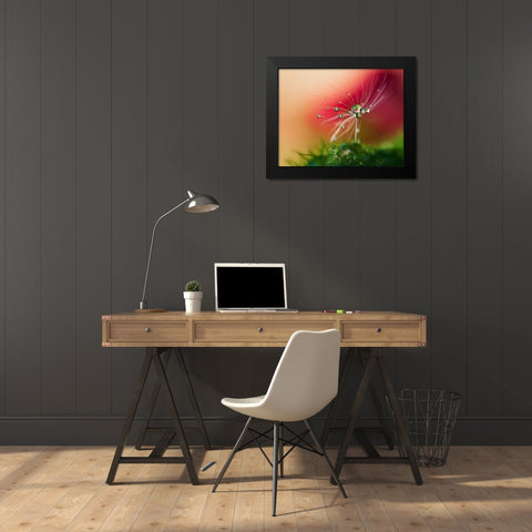 Red Morning Black Modern Wood Framed Art Print by Westum, Heidi