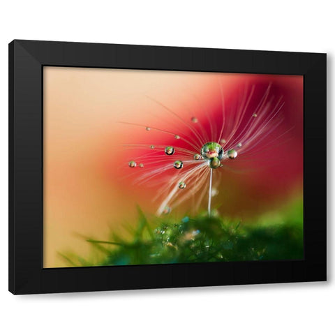 Red Morning Black Modern Wood Framed Art Print by Westum, Heidi