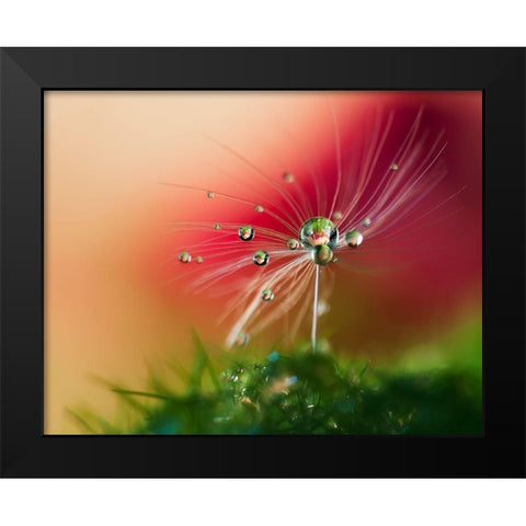 Red Morning Black Modern Wood Framed Art Print by Westum, Heidi