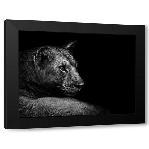 Lion Black Modern Wood Framed Art Print by Wildphotoart