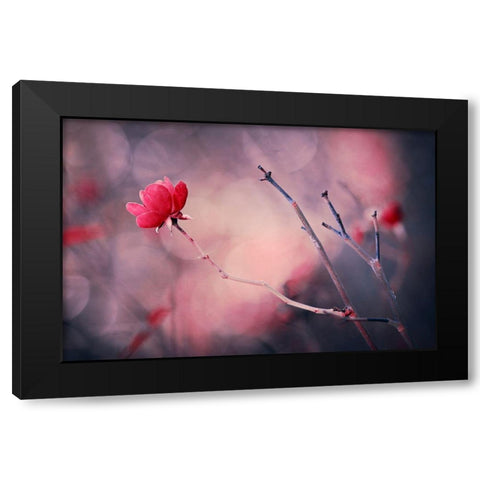 Rose Black Modern Wood Framed Art Print by Ajkabajka