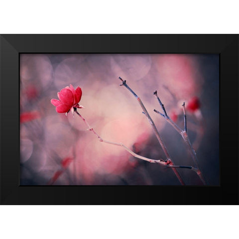Rose Black Modern Wood Framed Art Print by Ajkabajka