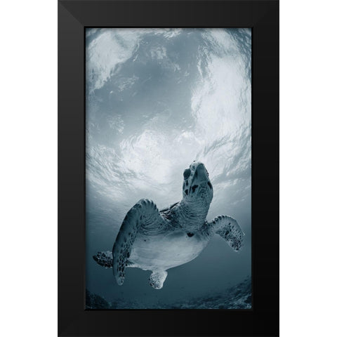 Elegy Black Modern Wood Framed Art Print by Narchuk, Andrey