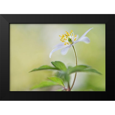 Spring Light Black Modern Wood Framed Art Print by Westum, Heidi