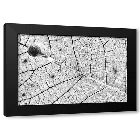 Tr-Nsparences Black Modern Wood Framed Art Print with Double Matting by Bravin, Fabien