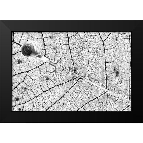 Tr-Nsparences Black Modern Wood Framed Art Print by Bravin, Fabien