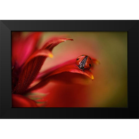 Simply Red Black Modern Wood Framed Art Print by Disher, Mandy