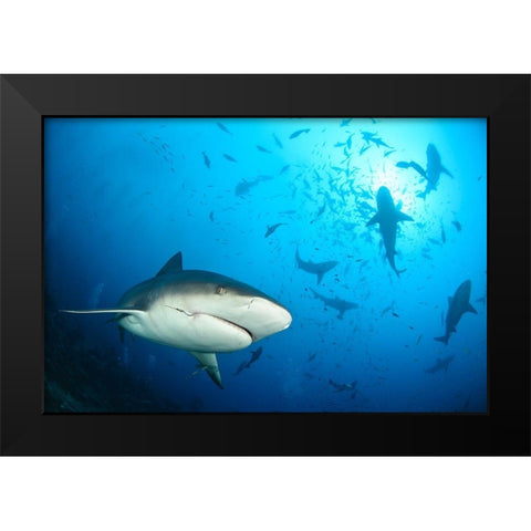 Beqa Shark Labs Black Modern Wood Framed Art Print by Safonov, Alexander