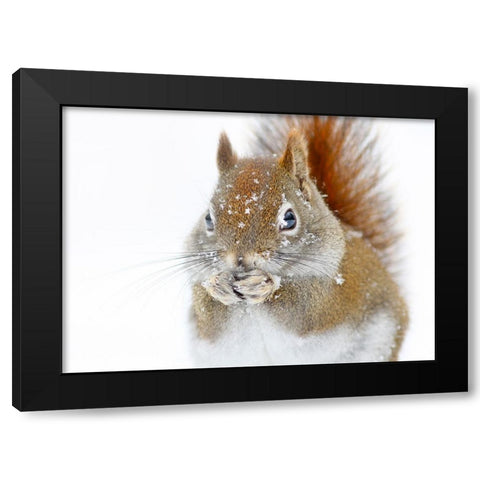 Christmas Squirrel Black Modern Wood Framed Art Print with Double Matting by Costina, Mircea