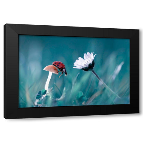 The Story Of The Lady Bug That Tries To Convice The Mushroom To Have A Date With The Beautiful Daisy Black Modern Wood Framed Art Print by Bravin, Fabien