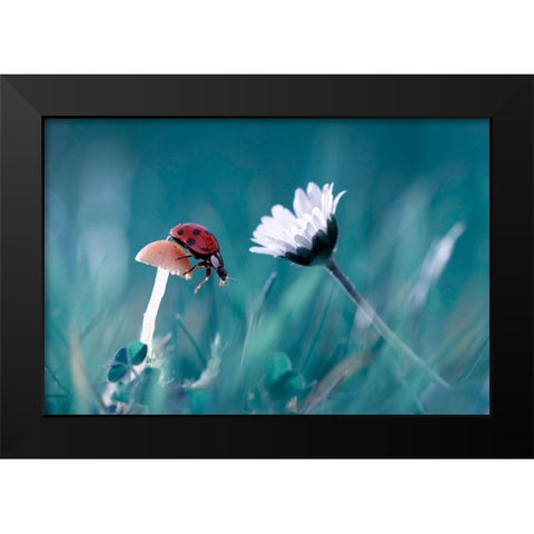 The Story Of The Lady Bug That Tries To Convice The Mushroom To Have A Date With The Beautiful Daisy Black Modern Wood Framed Art Print by Bravin, Fabien