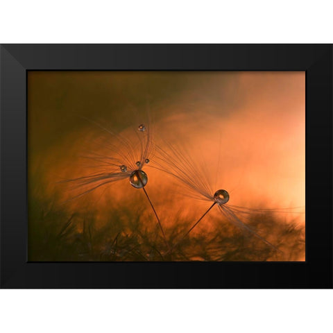 Forest Fire Black Modern Wood Framed Art Print by Westum, Heidi