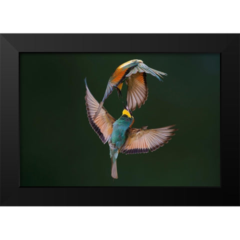 Fight Between Rainbows Black Modern Wood Framed Art Print by Redaelli, Marco