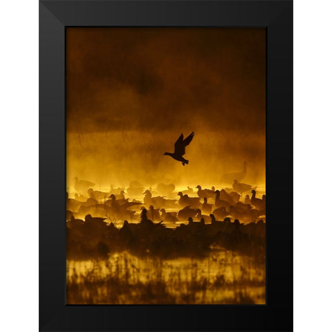 Fire In The Mist Black Modern Wood Framed Art Print by Forns, Alfred